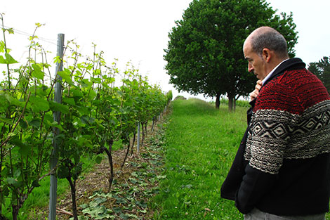 El txakoli encuentra su norte