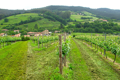 El txakoli encuentra su norte