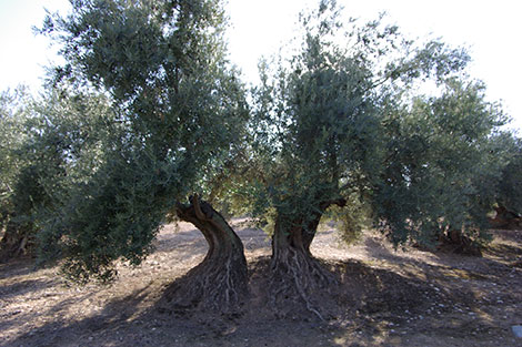 AOVE, casi tanta diversidad como el vino