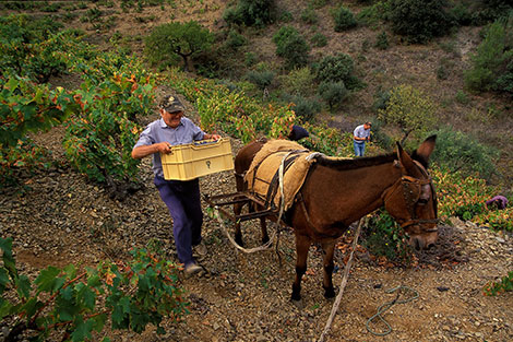 Nuestra selección de priorats tintos… y blancos