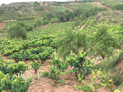 Garnacha, ¿puede una uva ser sexy?