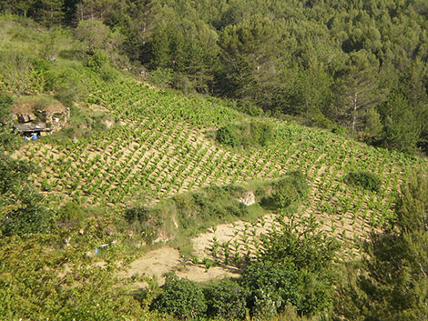 Garnacha, ¿puede una uva ser sexy?