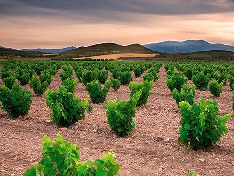 Garnacha, ¿puede una uva ser sexy?