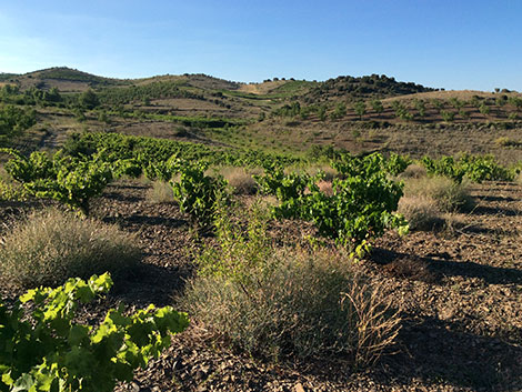 Garnacha, ¿puede una uva ser sexy?