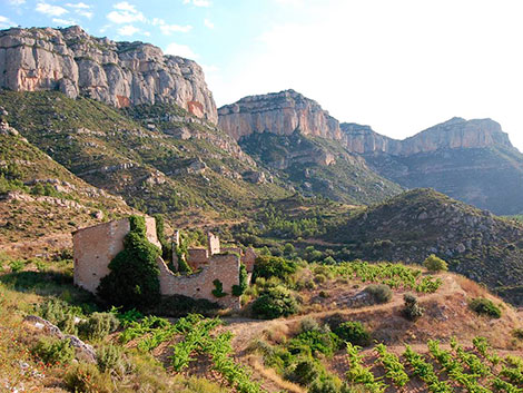 Garnacha, ¿puede una uva ser sexy?