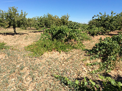 Covarrubias, el valle secreto del Arlanza