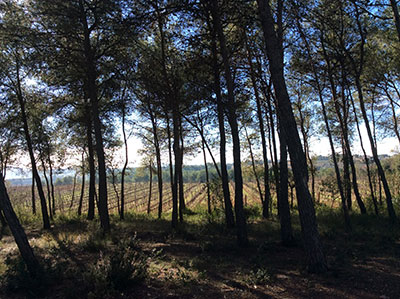 Recaredo, el cava de terruño