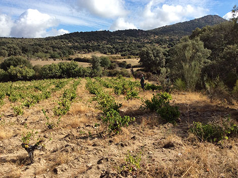 Un Manifiesto a favor del terruño y de los viñedos excepcionales