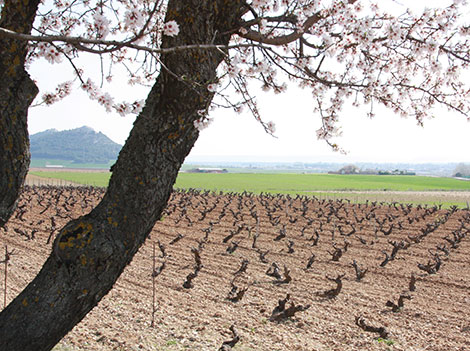 Mauro prepara el lanzamiento de su proyecto de Ribera del Duero