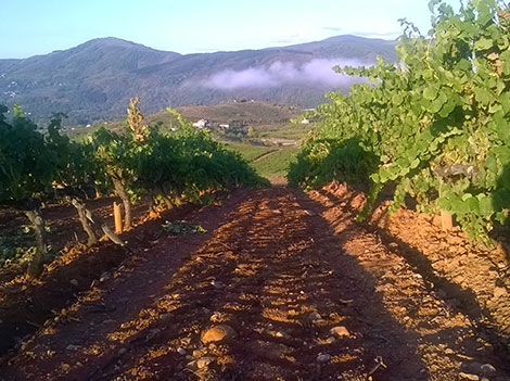 Mauro prepara el lanzamiento de su proyecto de Ribera del Duero