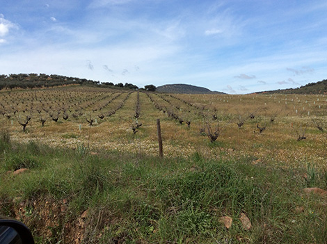 Extremadura y sus vinos en busca de identidad