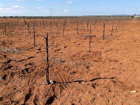 Extremadura y sus vinos en busca de identidad