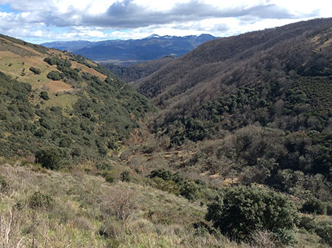 Descendientes J. Palacios, punta de lanza del Bierzo