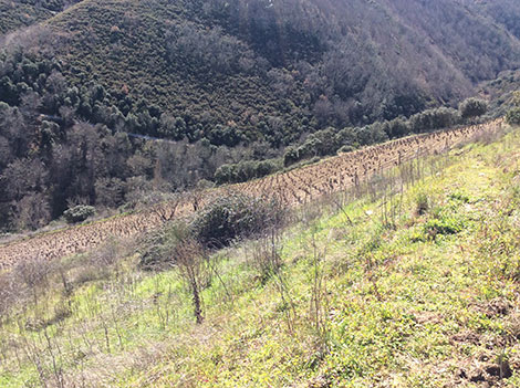 Descendientes J. Palacios, punta de lanza del Bierzo