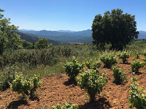 Sierra de Salamanca y un pequeño tesoro llamado rufete