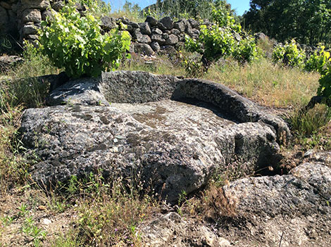 Sierra de Salamanca y un pequeño tesoro llamado rufete