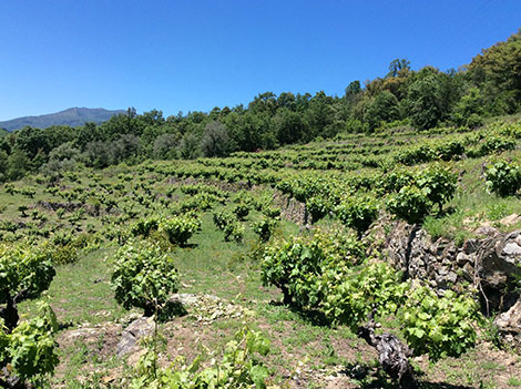 Sierra de Salamanca y un pequeño tesoro llamado rufete