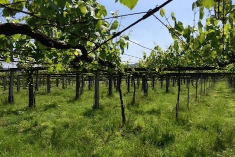 Nanclares y Prieto: los malabaristas de la albariño