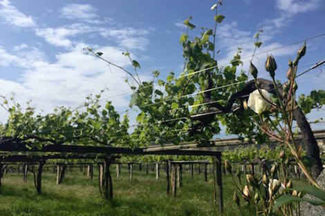 Nanclares y Prieto: los malabaristas de la albariño