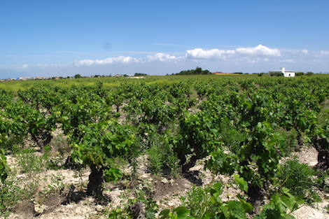 Alba Viticultores: rebeldía espumosa made in Sanlúcar