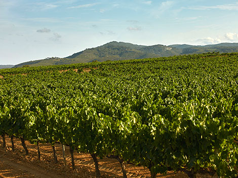 Así serán los primeros cavas de paraje