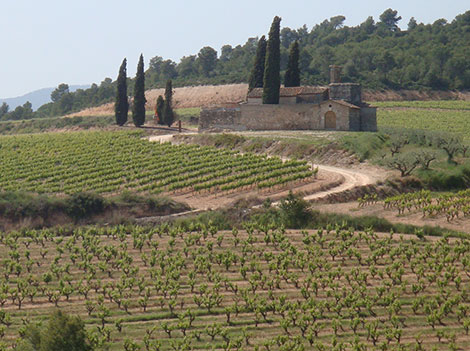 Así serán los primeros cavas de paraje