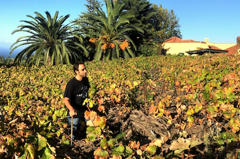 Tenerife: vinos que nacen del volcán