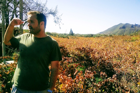 Tenerife: vinos que nacen del volcán