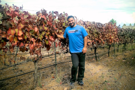 Tenerife: vinos que nacen del volcán