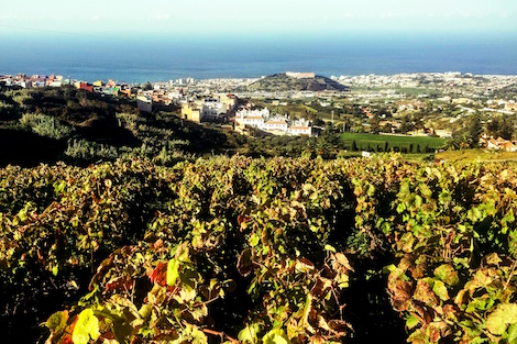 Tenerife: vinos que nacen del volcán