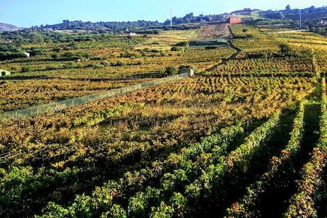 Suertes del Marqués marca el estilo de los vinos de Tenerife