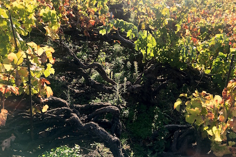 Suertes del Marqués marca el estilo de los vinos de Tenerife