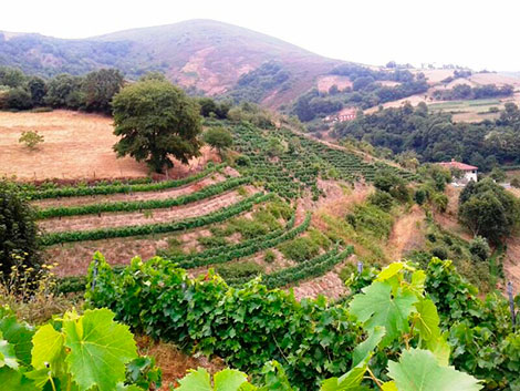 Cangas, del carbón al vino fino