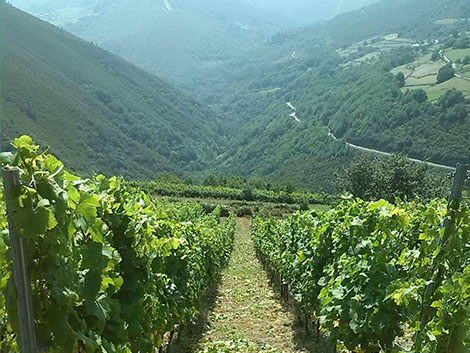 Cangas, del carbón al vino fino