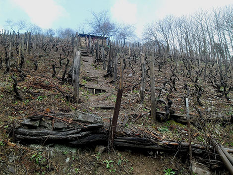 Cangas, del carbón al vino fino