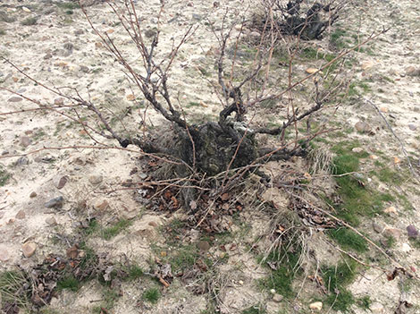 Riscal utiliza viñas viejas de Segovia para sus mejores verdejos