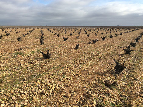 Riscal utiliza viñas viejas de Segovia para sus mejores verdejos