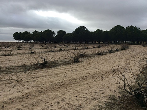 Riscal utiliza viñas viejas de Segovia para sus mejores verdejos