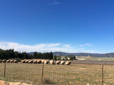 Celler del Roure y la singularidad de la mandó