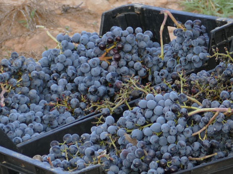 Así es el nuevo Penedès que juega con uvas de casa