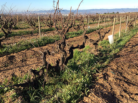 Así es el nuevo Penedès que juega con uvas de casa