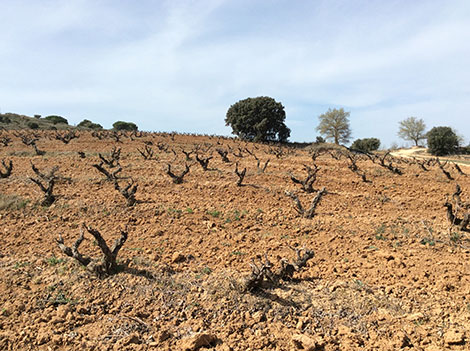 Jorge Monzón: un alma borgoñona en busca de la Ribera auténtica