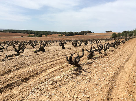 Jorge Monzón: un alma borgoñona en busca de la Ribera auténtica