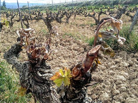 Las recientes heladas marcarán la cosecha 2017 en el norte de España