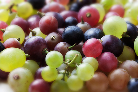 ¿Cuántas uvas hay en España?