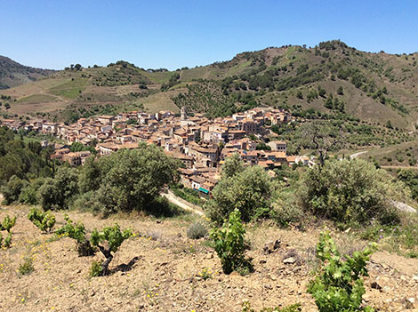 The increasing diversity of reds in Priorat