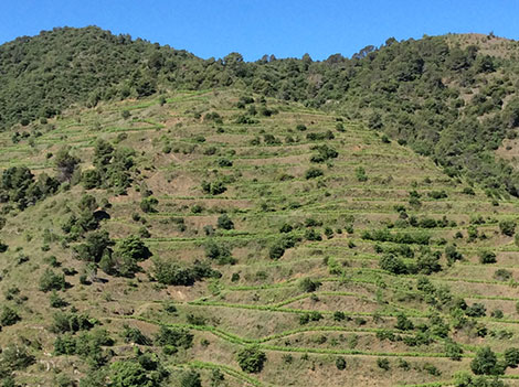 Familia Nin Ortiz: la vida biodinámica en Priorat