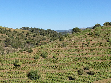 Familia Nin Ortiz: la vida biodinámica en Priorat