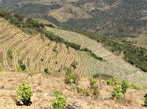 Familia Nin Ortiz: la vida biodinámica en Priorat