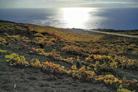 Matías i Torres en La Palma: vinos de viento y volcán